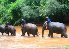 Elefantes Chiang Rai 490